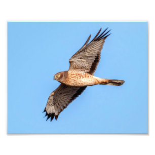 Noordelijke Harrier in vlucht Foto Afdruk