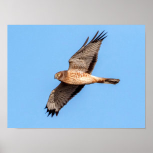 Noordelijke Harrier in vlucht Poster