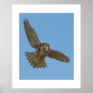 Noordelijke Haviksuil in Vlucht Wildlife Art Prin Poster