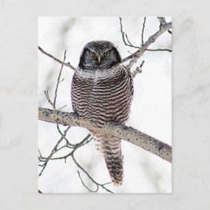 Noordelijke Hawk Owl Briefkaart