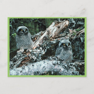 Noordelijke Hawk Owl Chicken Briefkaart