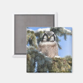 Noordelijke Hawk Owl Magnet Magneet (Voorkant / Achterkant)