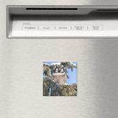Noordelijke Hawk Owl Magnet Magneet (Insitu (Vaatwasser))