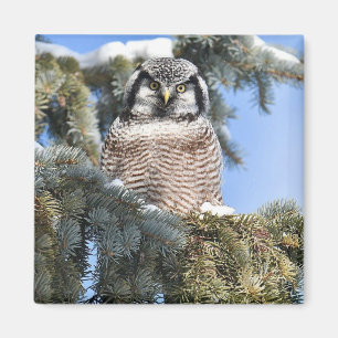 Noordelijke Hawk Owl Magnet Magneet