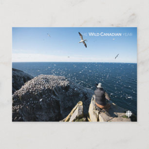 Noordelijke kanen briefkaart
