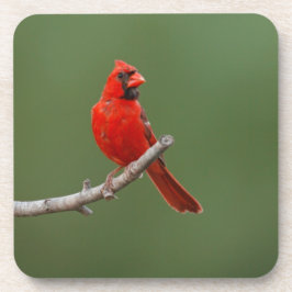 noordelijke kardinaal bier onderzetter