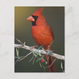 Noordelijke Kardinaal, Cardinalis cardinalis, mann Briefkaart
