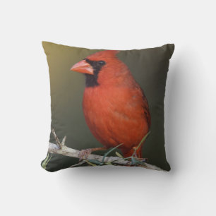 Noordelijke Kardinaal, Cardinalis cardinalis, mann Kussen