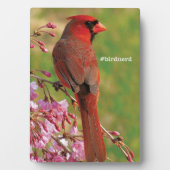noordelijke kardinaal fotoplaat (voorkant)