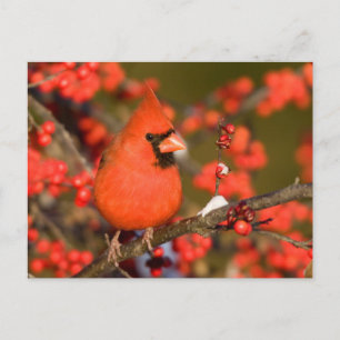 Noordelijke Kardinaal in Common Winterberry Briefkaart
