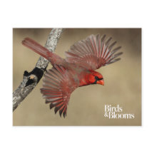 noordelijke kardinaal in de vlucht