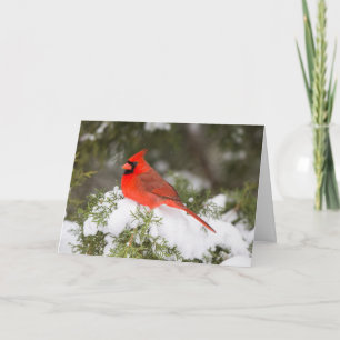 Noordelijke kardinaal in Juniper Tree op Wintertim Feestdagen Kaart