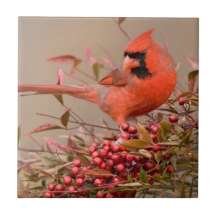 Noordelijke Kardinaal in Nandina Hemelse Bamboe Tegeltje