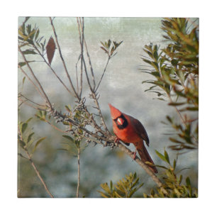 Noordelijke Kardinaal in Wax Myrtle Tegeltje