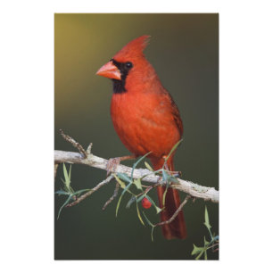 Noordelijke Kardinaal, Kardinalis cardinalis, mann Foto Afdruk