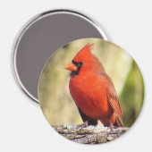 Noordelijke Kardinaal Magnet Magneet (Voorkant / Achterkant)
