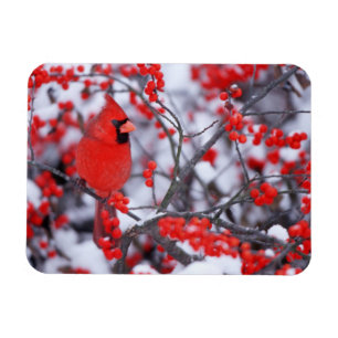 Noordelijke Kardinaal mannetje, Winter, IL Magneet