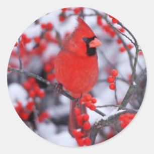 Noordelijke Kardinaal mannetje, Winter, IL Ronde Sticker