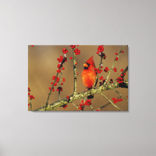 Noordelijke Kardinaal mannetje zit, IL Canvas Afdruk