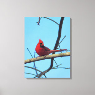 Noordelijke Kardinaal met Summer Sky Canvas Afdruk