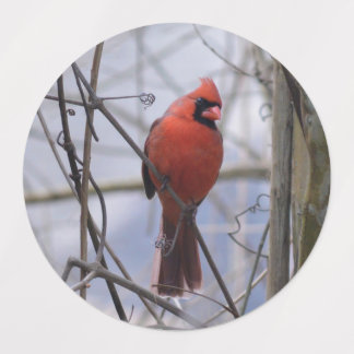 Noordelijke Kardinaal op een Misty Morning Labels