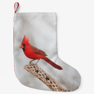 Noordelijke Kardinaal op een tak Kleine Kerstsok