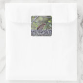 Noordelijke kardinaal prille vierkante sticker (Tas)