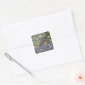 Noordelijke kardinaal prille vierkante sticker (Envelop)
