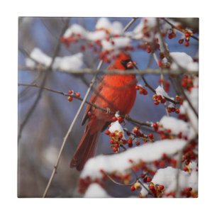 noordelijke kardinaal tegeltje