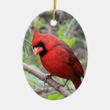 Noordelijke kardinaal — Traditionele kerstvogel