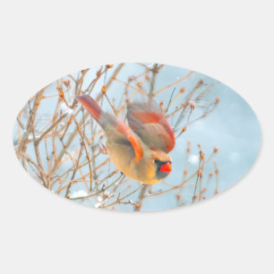 Noordelijke Kardinaal vliegen - Oorspronkelijke fo Ovale Sticker
