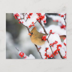 Noordelijke Kardinaal vrouw op Gewone Winterbes Briefkaart