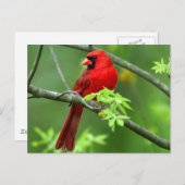Noordelijke kardinalen briefkaart (Voorkant / Achterkant)
