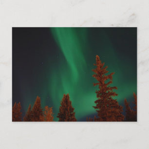 Noordelijke lichten over Ft. Wainwright, AK Briefkaart