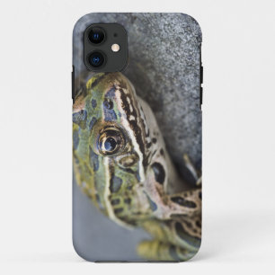 Noordelijke luipaardkikker, Doorzichtig Eiland, iPhone 11 Hoesje