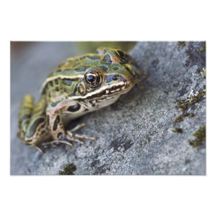 Noordelijke luipaardkikker, Doorzichtig Eiland, Foto Afdruk