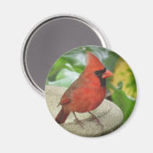 Noordelijke mandinale magneet (Voorkant / Achterkant)