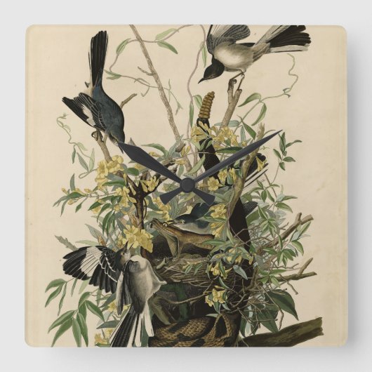 Noordelijke Mocking Bird, Audubon's Birds of Ameri Vierkante Klok (Voorkant)