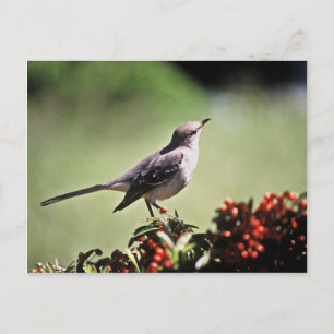 Noordelijke Mockingvogel Briefkaart