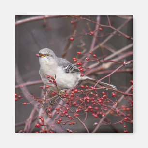 Noordelijke Mockingvogel Magneet