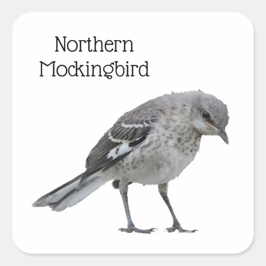 Noordelijke Mockingvogel Vierkante Sticker (Voorkant)