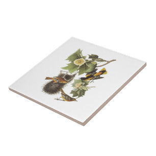 Noordelijke Oriole door Audubon Tegeltje