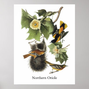 Noordelijke Oriole, John Audubon Poster
