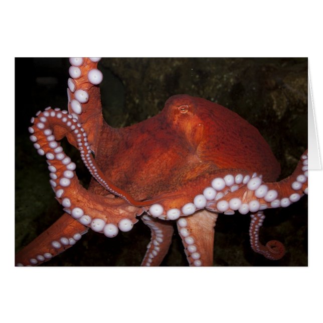 Noordelijke Pacifische octopus (Voorkant Horizontaal)