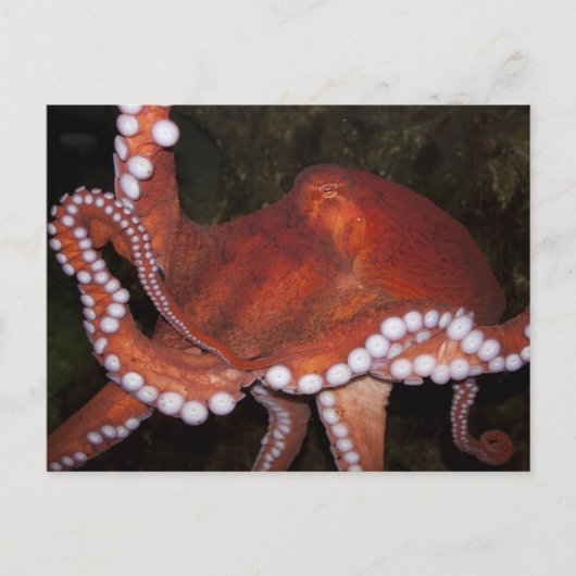 Noordelijke Pacifische octopus Briefkaart (Voorkant)
