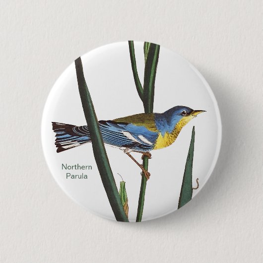 Noordelijke Parula, Audubon, Birder Birdwatcher, B Ronde Button 5,7 Cm (Voorkant)