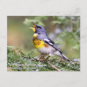Noordelijke Parula Briefkaart