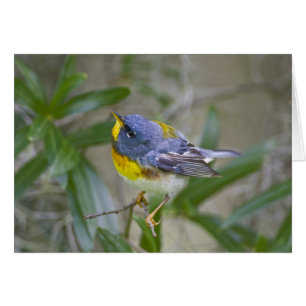 Noordelijke Parula (Parula americana)