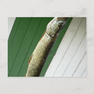 Noordelijke Pike Briefkaart