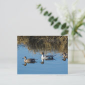 Noordelijke Pintail Briefkaart (Staand voorkant)